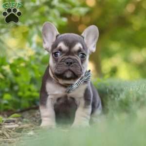Page, French Bulldog Puppy